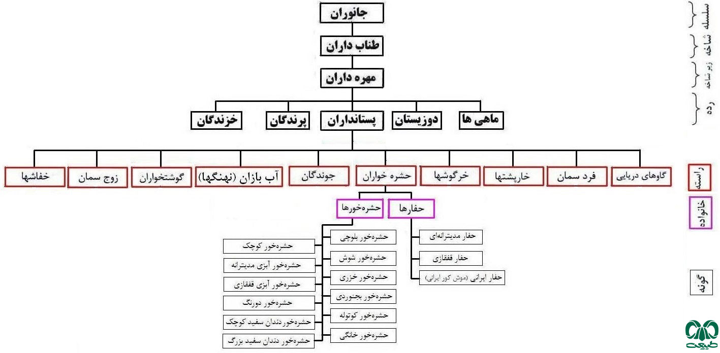 اعضای راسته حشره‌خواران