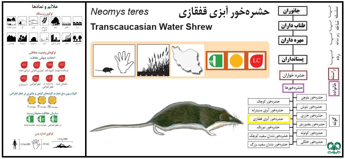 حشره‌ خور آبزی قفقازی