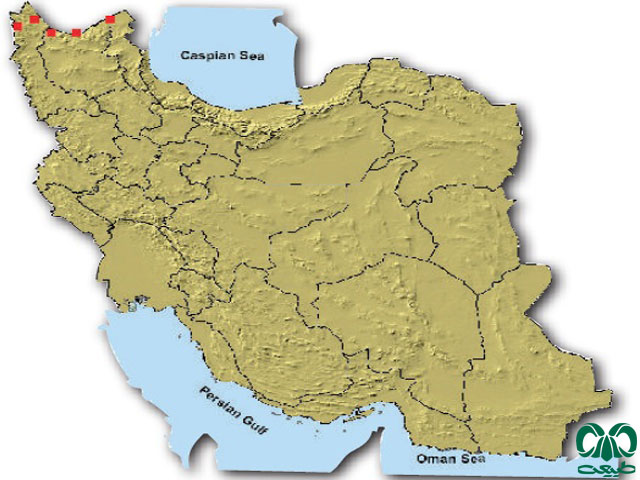 حشره‌ خور آبزی قفقازی در ایران
