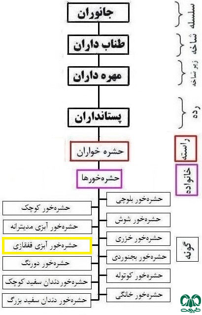 طبقه بندی گونه حشره‌ خور آبزی قفقازی