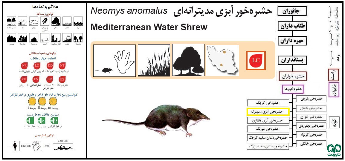 حشره‌ خور آبزی مدیترانه‌ای