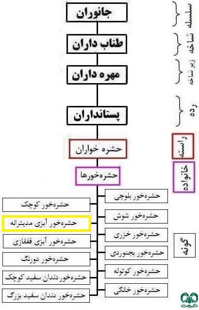 طبقه بندی گونه حشره‌ خور آبزی مدیترانه‌ای