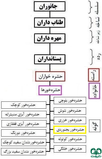 طبقه بندی گونه حشره‌ خور بجنوردی