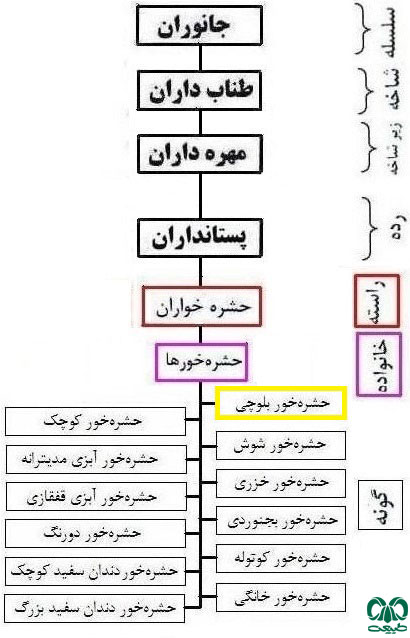 طبقه بندی گونه حشره‌ خور بلوچی 