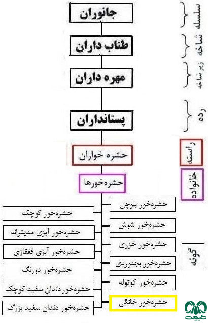 طبقه بندی گونه حشره‌خور خانگی