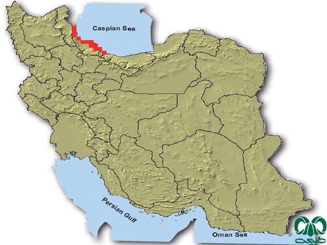 حشره‌ خور خزری در ایران
