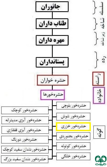 طبقه بندی گونه حشره‌ خور خزری