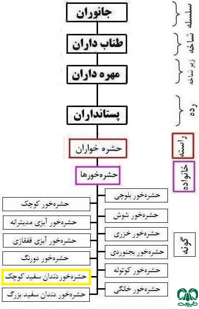  طبقه بندی گونه حشره‌ خور سفید کوچک