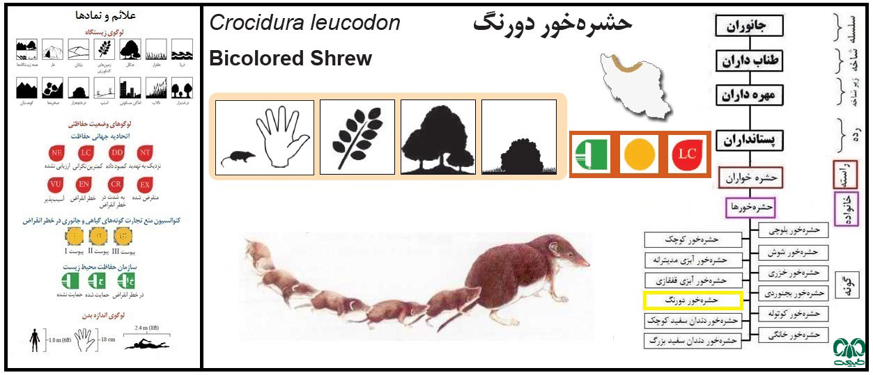 حشره‌ خور دو رنگ