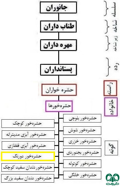 طبقه بندی گونه حشره‌ خور دو رنگ