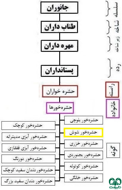  طبقه بندی گونه حشره‌ خور شوش