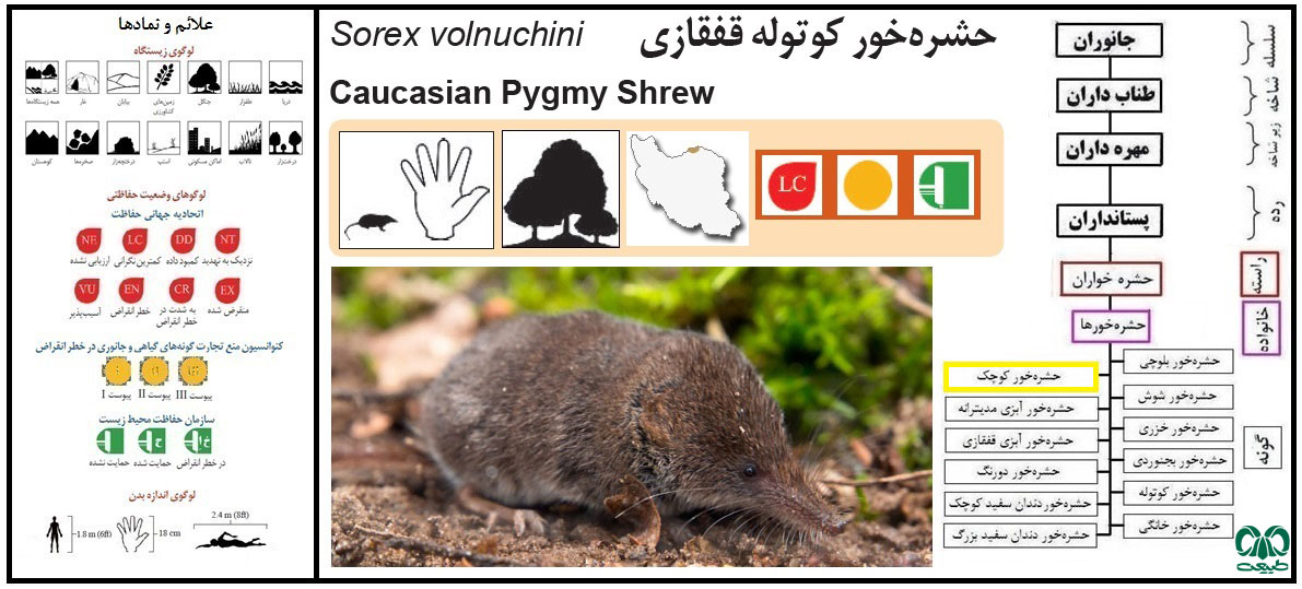 حشره خور کوچک Eurasian Pygmy Shrew حشره خور کوچک