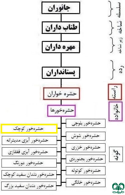 طبقه بندی گونه حشره خور کوچک از خانواده حشرهخورها طبقه بندی گونه حشره خور کوچک