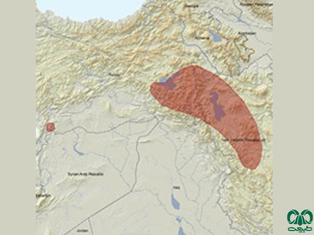 موش کور ایرانی