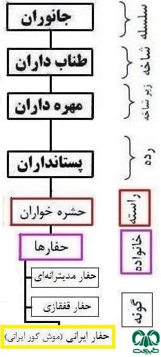 طبقه بندی گونه حفار ایرانی