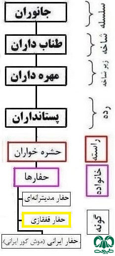 طبقه بندی گونه حفار قفقازی