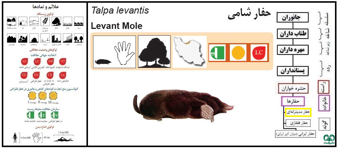 گونه حفار مدیترانه‌ای  