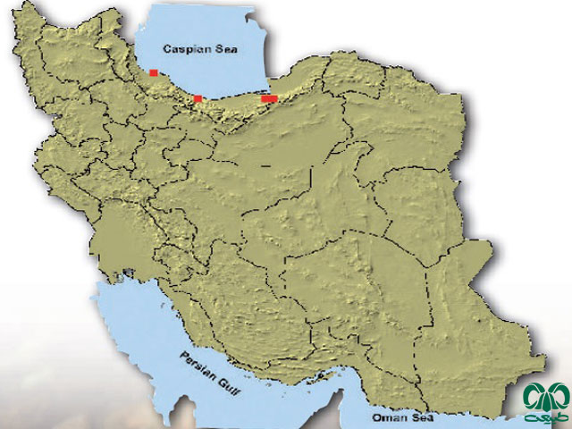 حفار مدیترانه‌ای در ایران