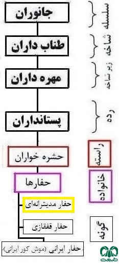 طبقه بندی گونه حفار مدیترانه‌ای