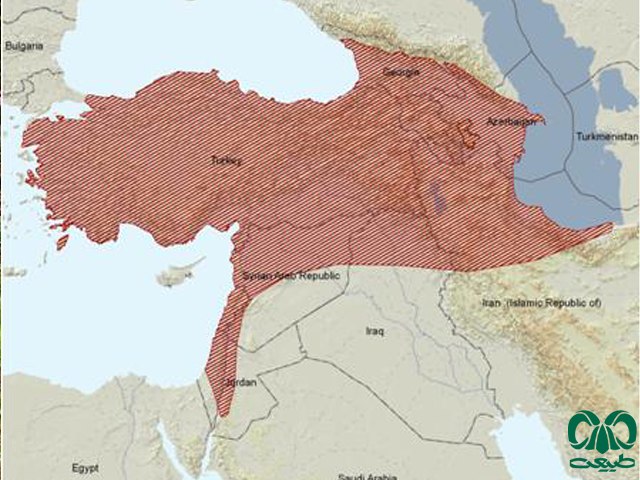 پراکندگی جهانی خارپشت اروپایی