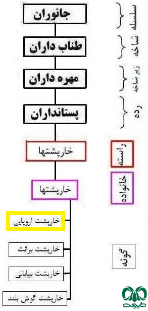 طبقه‌بندی گونه خارپشت اروپایی