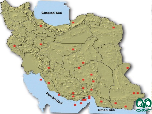 خارپشت برانت در ایران