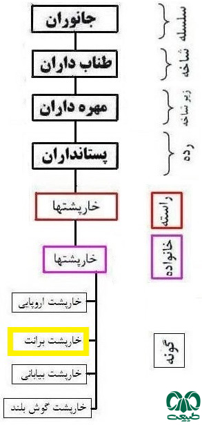  طبقه بندی گونه خارپشت برانت