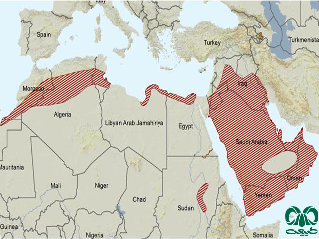 خارپشت بیابانی در جهان