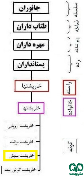 طبقه بندی گونه خارپشت بیابانی