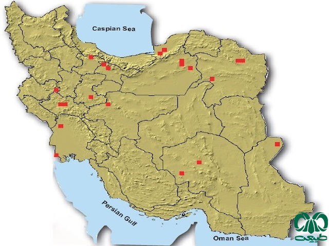 خارپشت گوش بلند در ایران