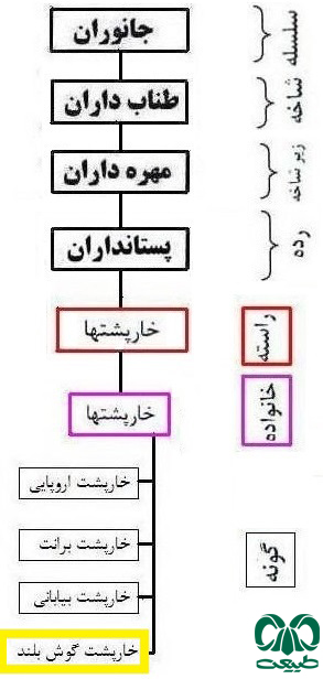 طبقه بندی گونه خارپشت گوش بلند