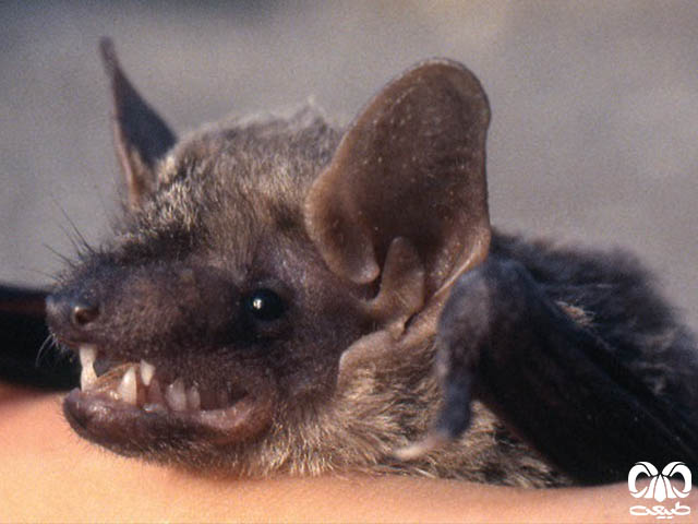 ویژگی‌های ظاهری گونه خفاش سروتین هندی 