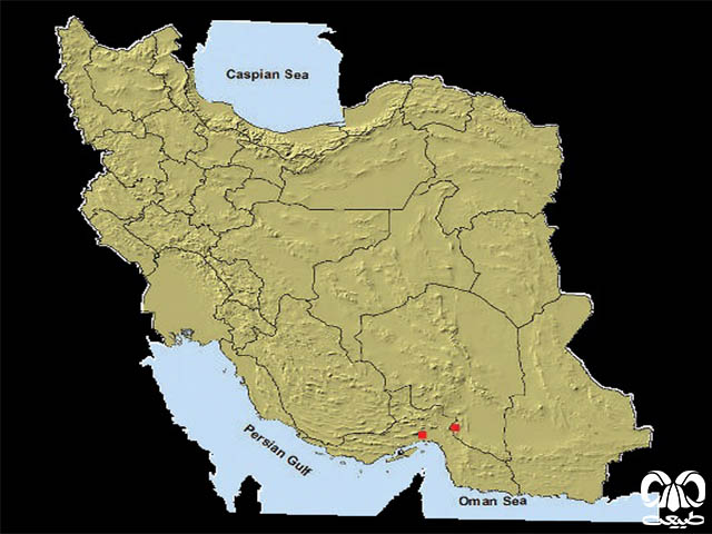 خفاش سروتین هندی در ایران