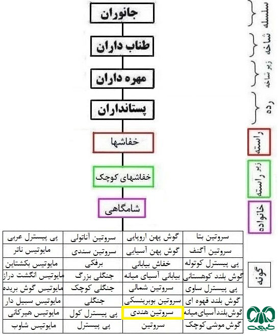 طبقه بندی گونه خفاش سروتین هندی