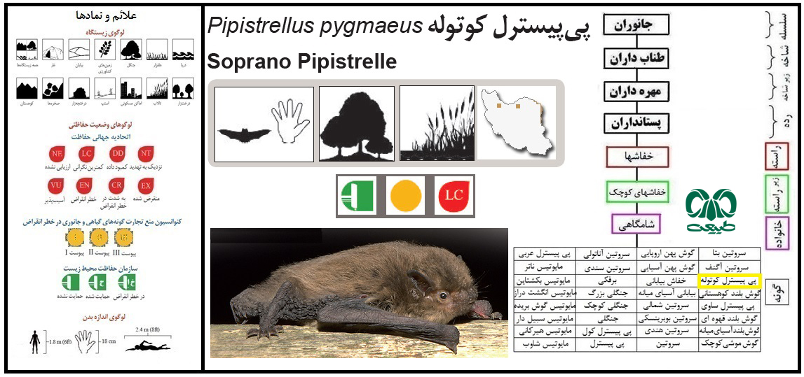 گونه خفاش پی پیسترل کوتوله