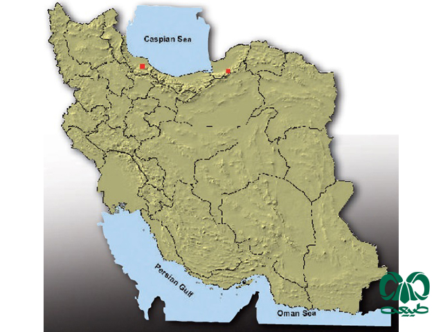 خفاش پی پیسترل کوتوله در ایران