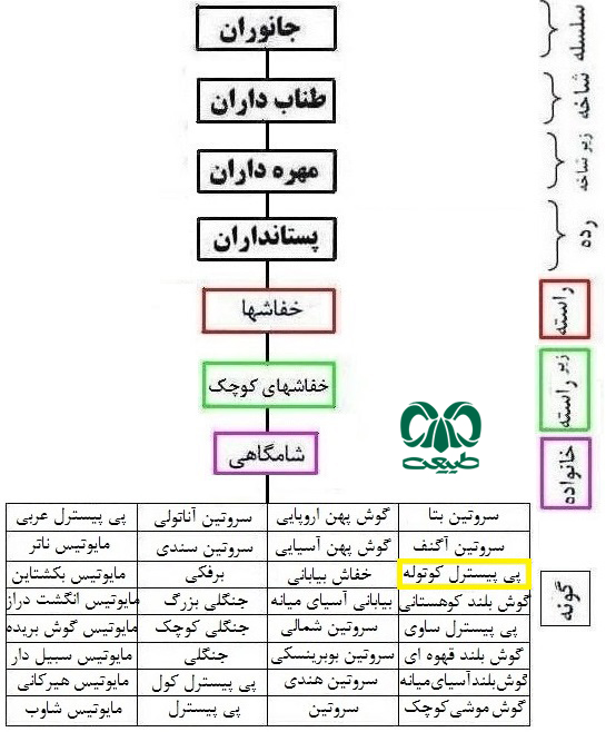 طبقه بندی گونه خفاش پی پیسترل کوتوله