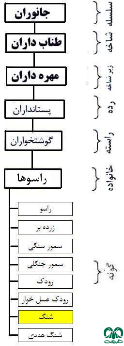  طبقه بندی گونه شنگ