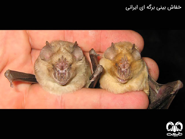 خفاش بینی برگه‌ای ایرانی