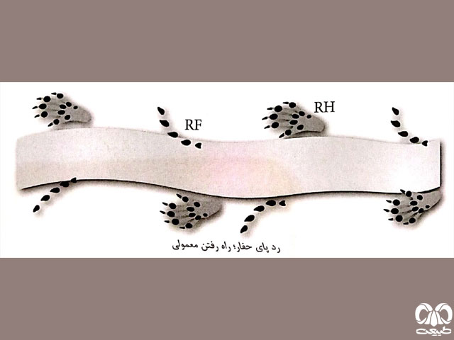 الگوی ردپای حفارها