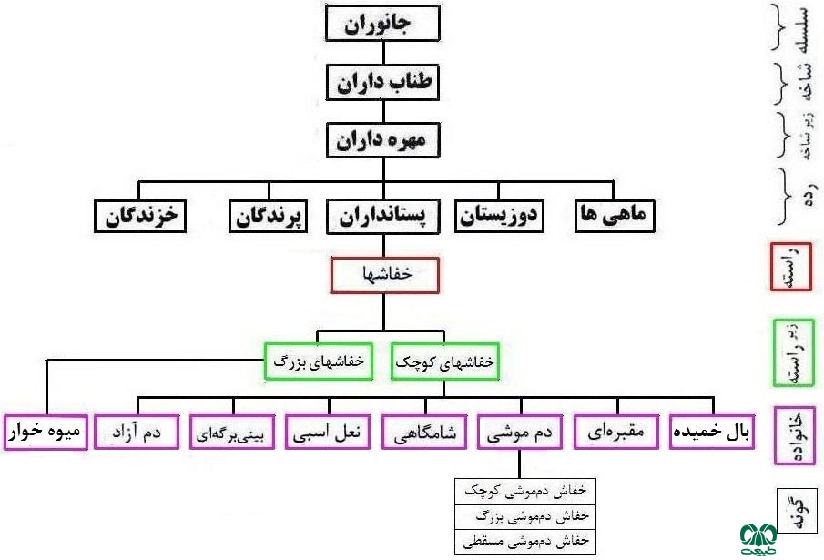 خانواده خفاش‌های دم‌موشی