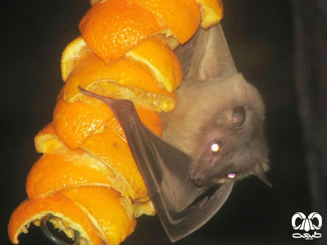 خانواده خفاش های میوه خوار