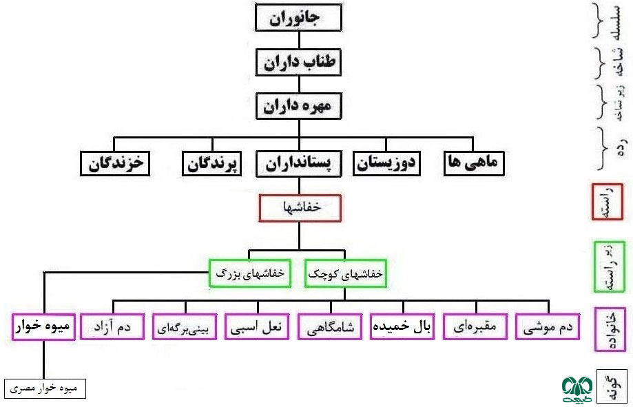 طبقه بندی خانواده خفاش های میوه خوار