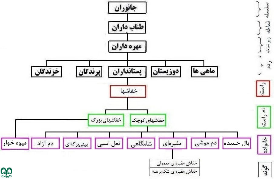 خفاش‌های مقبره‌ای در ایران