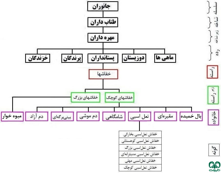 خانواده خفاش های نعل اسبی