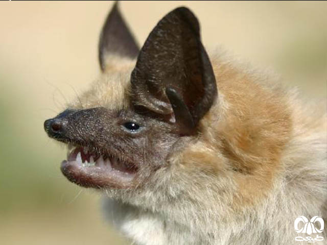 ویژگی‌های ظاهری گونه خفاش سروتین آگنف