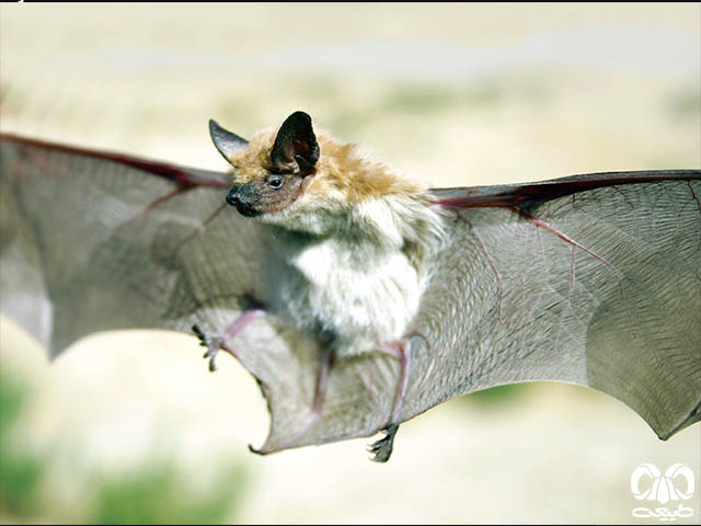 ویژگی‌های زیستی گونه خفاش سروتین آگنف