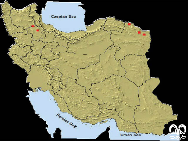 خفاش سروتین آگنف در ایران