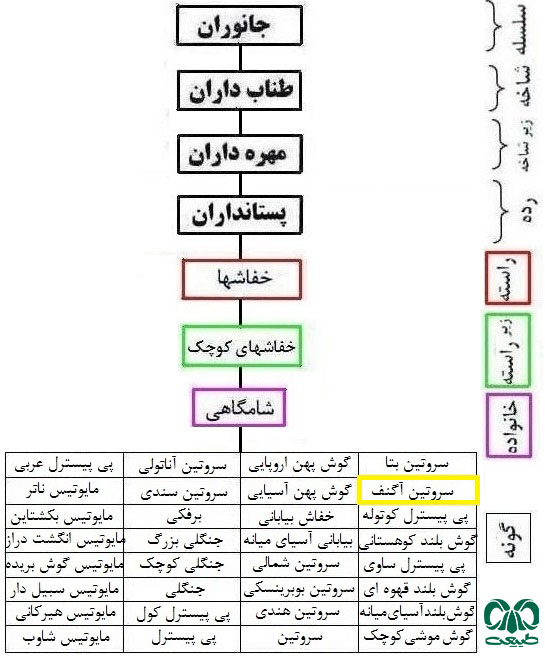 طبقه بندی گونه خفاش سروتین آگنف