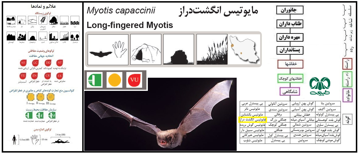 گونه خفاش مایوتیس انگشت دراز 